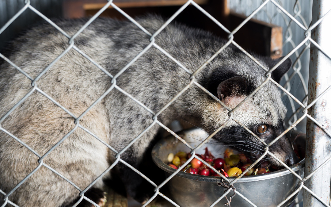 Der bittere Nachgeschmack von Kopi Luwak.